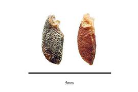   Seeds:   Catha edulis ; Photo by R. Gibbons, USDA APHIS PPQ, Kirkbride et al. (2006)
