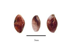   Seeds:   Celastrus scandens ; Photo by R. Gibbons, USDA APHIS PPQ, Kirkbride et al. (2006)
