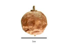   Fruit:   Salacia  sp.; Photo by R. Gibbons, USDA APHIS PPQ, Kirkbride et al. (2006)
