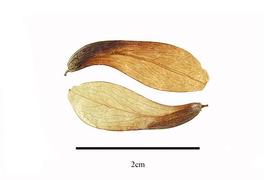   Fruit:     Zinowiewia intergerrima ; Photo by R. Gibbons, USDA APHIS PPQ, Kirkbride et al. (2006)
