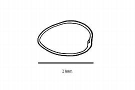   Embryo:   Salacia elliptica ; Illustration by K. Parker, Kirkbride et al. (2006)
