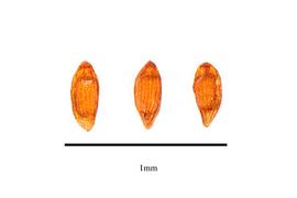   Seeds:   Centrolepis cambodiana ; Photo by R. Gibbons, USDA APHIS PPQ, Kirkbride et al. (2006) 
