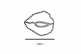   Embryo:   Aphelia  sp.; Illustration by K. Parker, Kirkbride et al. (2006) 
