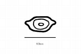   Embryo:   Centrolepis strigosa ; Illustration by K. Parker, Kirkbride et al. (2006) 
