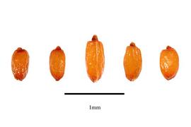  Seeds:    Cephalotus follicularis ; Photo by R. Gibbons, USDA APHIS PPQ, Kirkbride et al. (2006)
