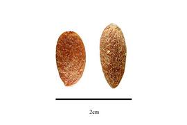   Seeds:   Cephalotaxus harringtonii ; Photo by R. Gibbons, USDA APHIS PPQ, Kirkbride et al. (2006)
