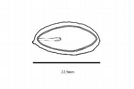   Embryo:     Cephalotaxus fortunii ; Illustration by K. Parker, Kirkbride et al. (2006)
