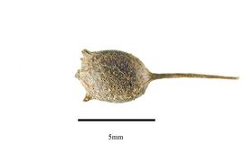  Fruit:  Ceratophyllum demersum ; Photo by R. Gibbons, USDA APHIS PPQ, Kirkbride et al. (2006)
