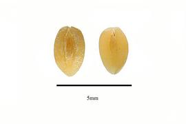  Seeds:  Ceratophyllum demersum ; Photo by R. Gibbons, USDA APHIS PPQ, Kirkbride et al. (2006)
