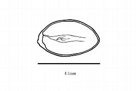  Embryo:  Ceratophyllum demersum ; Illustration by K. Parker, Kirkbride et al. (2006)
