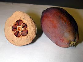   Fruits:   Chaenomeles  sp.; Photo by R. Young, USDA APHIS PPQ, imageID.idtools.org
