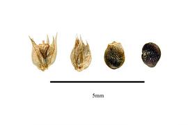  Fruit, seeds:  Polycemum majus ; Photo by R. Gibbons, USDA APHIS PPQ, Kirkbride et al. (2006)
