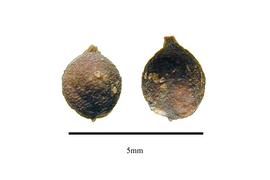  Fruit:  Chloranthus erectus ; Photo by R. Gibbons, USDA APHIS PPQ, Kirkbride et al. (2006)
