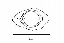  Embryo:  Ascarina diffusa ; Illustration by K. Parker, Kirkbride et al. (2006)
