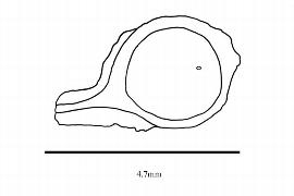  Embryo:  Chloranthus serratus ; Illustration by K. Parker, Kirkbride et al. (2006)
