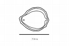  Embryo:  Hedyosmum bonplandianum ; Illustration by K. Parker, Kirkbride et al. (2006)
