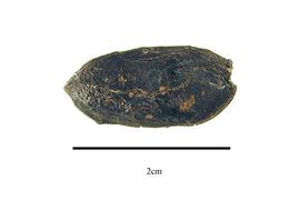  Fruit:  Hirtella triandra ; Photo by R. Gibbons, USDA APHIS PPQ, Kirkbride et al. (2006)
