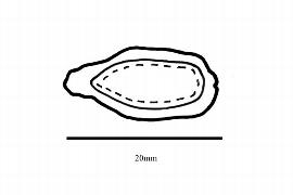  Embryo:  Chrysobalanus icaco ; Illustration by K. Parker, Kirkbride et al. (2006)
