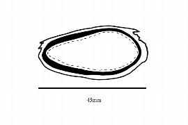  Embryo:  Couepia polyandra ; Illustration by K. Parker, Kirkbride et al. (2006)
