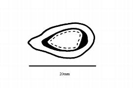  Embryo:  Licania hypoleuca ; Illustration by K. Parker, Kirkbride et al. (2006)
