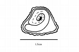  Embryo:  Cistus crispus ; Illustration by K. Parker, Kirkbride et al. (2006)
