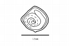  Embryo:  Halimium alyssoides ; Illustration by K. Parker, Kirkbride et al. (2006)
