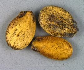   Seeds:   Citrullus  sp.; Photo by B. Petty, USDA APHIS PPQ, imageID.idtools.org
