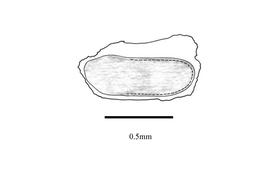  Embryo:  Hypericum androsaemum ; Illustration by K. Parker, Kirkbride et al. (2006)
