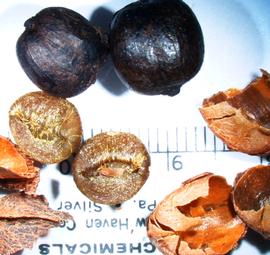   Fruit:   Coffea  sp., drupes, broken "parchment" (endocarp), and seeds; Photo by A. Margina, USDA APHIS PPQ, imageID.idtools.org
