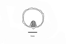   Embryo:   Commelina latifolia ; Illustration by K. Parker, Kirkbride et al. (2006) 
