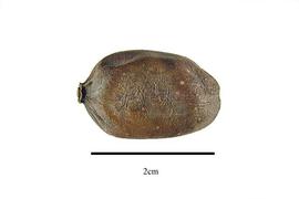  Fruit:  Nyssa aquatica ; Photo by R. Gibbons, USDA APHIS PPQ, Kirkbride et al. (2006)
