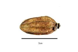  Fruit:  Nyssa aquatica ; Photo by R. Gibbons, USDA APHIS PPQ, Kirkbride et al. (2006)
