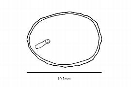  Embryo:  Cornus amomum ; Illustration by K. Parker, Kirkbride et al. (2006)
