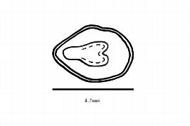  Embryo:  Aucuba japonica ; Illustration by K. Parker, Kirkbride et al. (2006)
