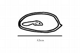  Embryo:  Curtisia faginea ; Illustration by K. Parker, Kirkbride et al. (2006)
