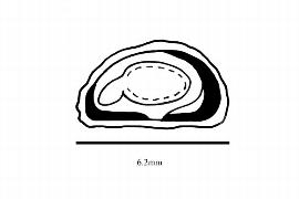  Embryo:  Kaliphora madagascariensis ; Illustration by K. Parker, Kirkbride et al. (2006)
