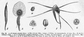   Fruit, seed:   Corsia ornata  (C, fruit in transection; E fruit);  Arachnites uniflora  (G, fruit in transection); Illustration from Die Natürlichen Pflanzenfamilien, Teil 2, Abt. 1-6 (1889) 
