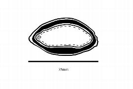  Embryo:  Corynocarpus laevigatus ; Illustration by K. Parker, Kirkbride et al. (2006)
