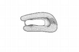   Embryo:   Costus speciosus ; Illustration by K. Parker, Kirkbride et al. (2006) 
