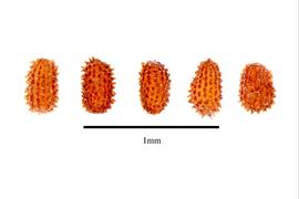  Seeds:  Crassula coccinea ; Photo by R. Gibbons, USDA APHIS PPQ, Kirkbride et al. (2006)
