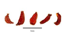  Seeds:  Kalanchoe spathulata ; Photo by R. Gibbons, USDA APHIS PPQ, Kirkbride et al. (2006)
