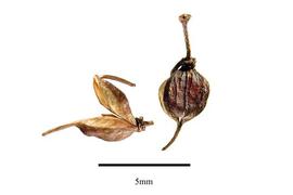  Fruit:  Weinmannia trichosperma ; Photo by R. Gibbons, USDA APHIS PPQ, Kirkbride et al. (2006)
