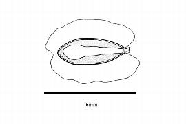  Embryo:  Thuja occidentalis ; Illustration by K. Parker, Kirkbride et al. (2006)
