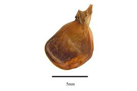   Fruit:   Cyanastrum cordifolium ; Photo by R. Gibbons, USDA APHIS PPQ, Kirkbride et al. (2006) 
