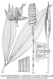   Fruit:   Cyclanthus bipartitus;  Illustration from The Families of Flowering Plants, Vol II (1934), courtesy of L. Watson and M.J. Dallwitz, 1992 onwards 
