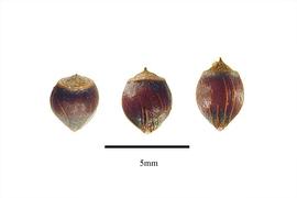   Fruits:   Cladium mariscoides ; Photo by R. Gibbons, USDA APHIS PPQ, Kirkbride et al. (2006) 
