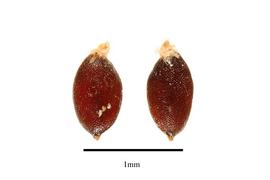   Fruits:   Kyllinga odorata  subsp.  cylindrica ; Photo by R. Gibbons, USDA APHIS PPQ, Kirkbride et al. (2006) 
