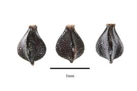   Fruits:   Scirpus articulatus ; Photo by R. Gibbons, USDA APHIS PPQ, Kirkbride et al. (2006) 
