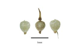   Fruits:   Fimbristylis annua ; Photo by R. Gibbons, USDA APHIS PPQ, Kirkbride et al. (2006) 
