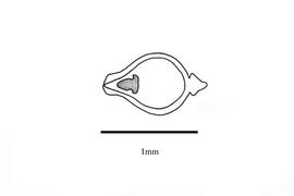   Embryo:   Eleocharis congesta  var.  japonica ; Illustration by K. Parker, Kirkbride et al. (2006) 
